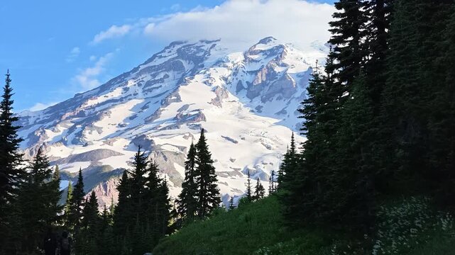 Mount Rainier snow covered peak with evergreen trees