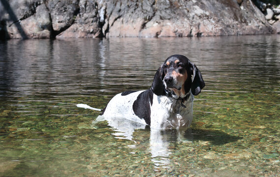 Dog cooling down in river on hot summer day. Large dog standing chest deep in water, looking at camera. Dog days of summer concept. 5 years old, male, Bluetick coonhound. Selective focus.