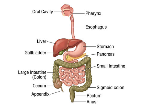 Detailed Human Digestive System Anatomy Diagram with Labeled Organs Illustration