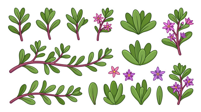 Sea purslane cartoon vector set, green sesuvium portulacastrum branches with pink and purple flowers collection isolated on white background