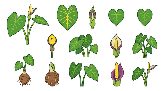 Taro Flower Cartoon Vector Set Isolated on White Background