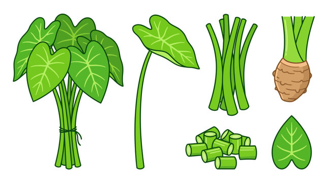 Taro stem and root vector illustration set with green elephant ear leaves, tied stalk bundle, chopped pieces, and raw corm isolated on white background