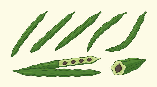 Moringa pods cartoon vector set, drumstick tree green seed pods collection with whole, cut section, and open pod showing seeds isolated on light background