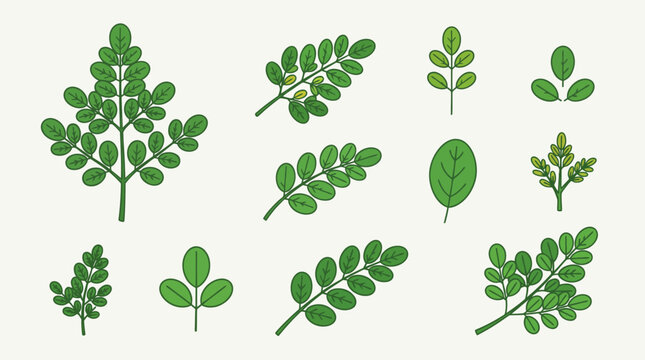 Moringa leaves cartoon vector set, green malunggay leaf branches and single foliage elements collection isolated on light background