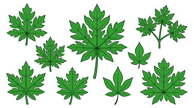 Papaya leaves cartoon vector set, green pawpaw leaf branches and single lobed foliage elements collection isolated on white background