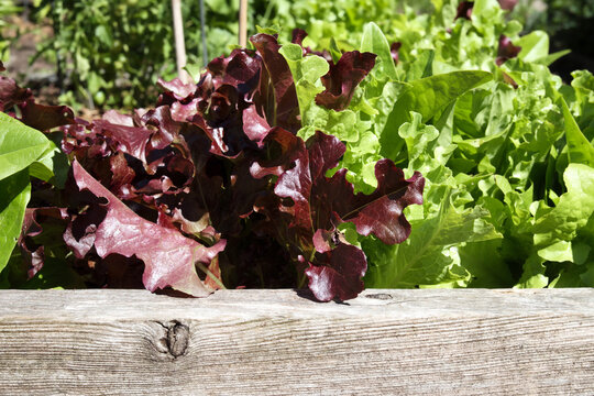 Lush lettuce plants growing in summer garden. Close up and low angle view of red and green loose leaf salad in raised garden bed ready to harvested. Vegetable garden texture. Selective focus.