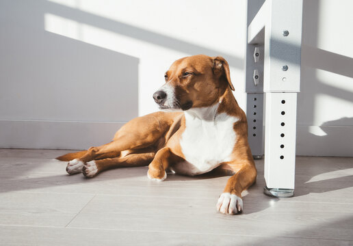 Dog lying on laminate in window light of living room. Close up. Relaxed dog sunbathing or dozing. Female, Harrier mix, short hair. Pet on durable pet friendly flooring. Selective focus.