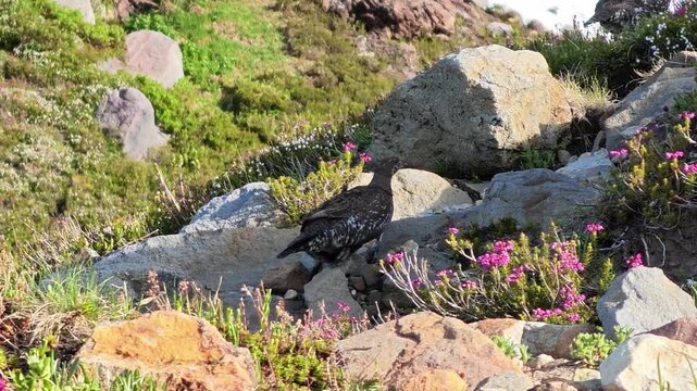Rock ptarmigan walking on rocky alpine slope with pink flowers