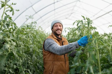 Fototapeta premium The Tomato Harvest in a Bright Greenhouse with a Smiling Farmer