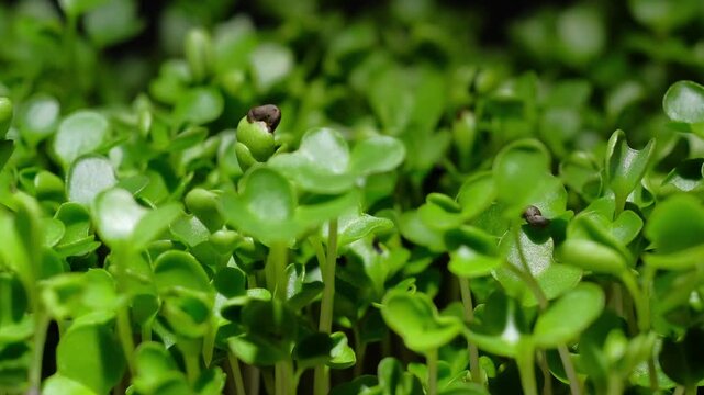 Growing plants time-lapse on dark fertile soil, symbol of business growth and success.