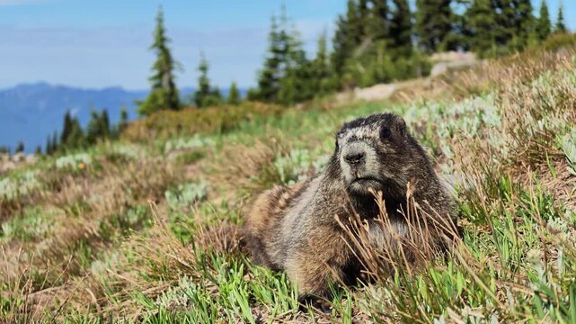 Marmot resting in grassy mountain meadow