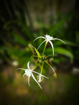 Moody high-angle shot of white spider lilies with dramatic dark vignette
