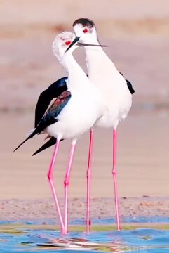 Black wing stilts love breathes in their stillness 