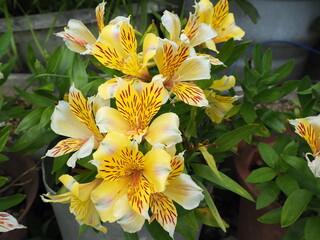 Fototapeta premium Yellow Alstroemeria flowers blooming in a garden
