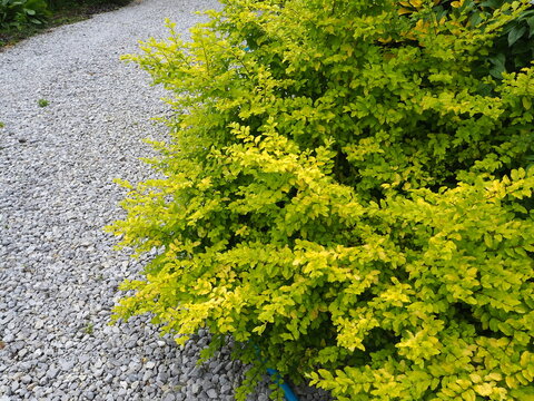 Ligustrum 'Lemon Lime' with bright yellow-green foliage