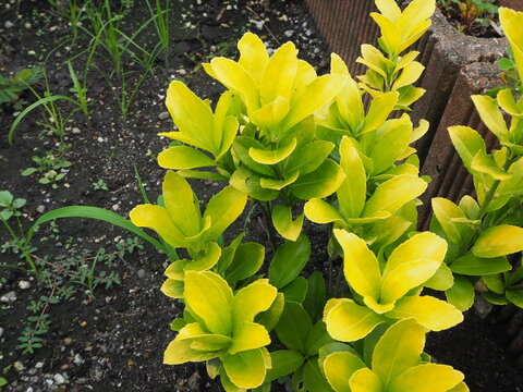 Golden Euonymus foliage with vibrant yellow and green leaves