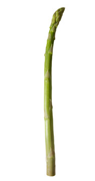 アスパラガス 生のまま並べられた1本の切り抜き グリーンアスパラ 野菜食材