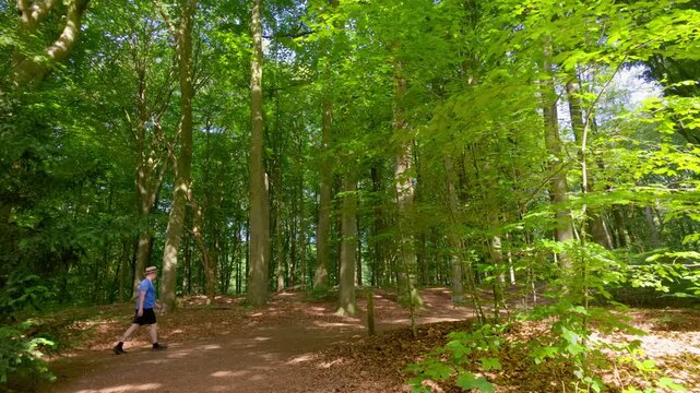 Winding forest path covered with fallen leaves, surrounded by tall, majestic trees with vibrant green foliage. Sunlight filters through the canopy, creating beautiful dappled light and shadows on t...