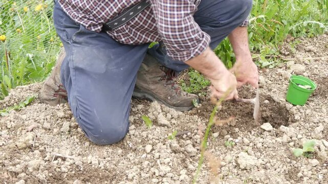 Senior gardener transplanting a young vegetable seedling into freshly prepared soil using a hand trowel in a kitchen garden, illustrating seasonal horticulture food growing and sustainable cultivation