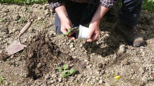 Senior gardener hand transplanting a young vegetable seedling into freshly cultivated soil in a kitchen garden, illustrating seasonal horticulture, home food production and sustainable gardening, grou