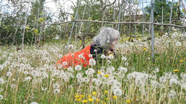Senior woman blowing a dandelion seed head between vineyard rows with flowering cover crops, illustrating regenerative viticulture, biodiversity and living soil management, static ground-level shot