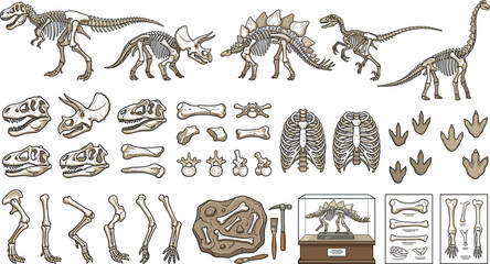 Vintage style dinosaur skeleton fossils and museum exhibits vector elements bundle isolated on white background for educational biology textbook design © AdhinChandra