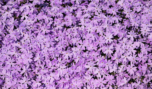 Flowers spring phlox background bloom. Flowers moss texture in surface. Flowers creeping subulata carpet on pattern background. Flowers macro closeup with petals background.