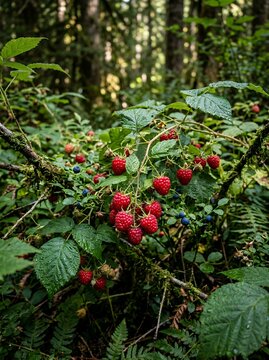 Wild Raspberries and Blueberries Growing in a Lush Forest Setting.
