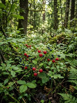 Wild forest berries growing among lush green foliage in a sun-dappled woodland.