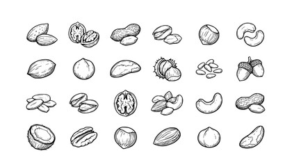Hand Drawn Nuts Collection Vintage Sketch Healthy Food Vector Set Isolated © Yeasin