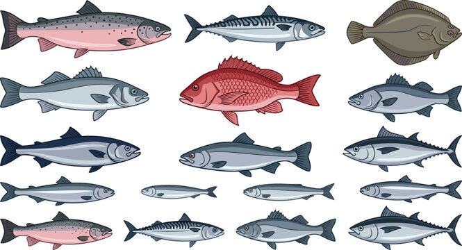 Vector seafood fish icons collection featuring salmon tuna mackerel red snapper sea bass flounder herring trout and diverse edible marine fish species