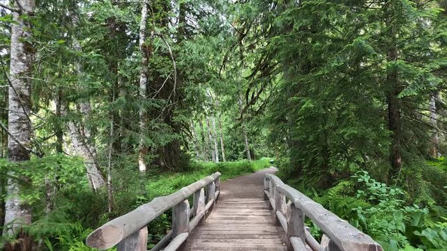 Wooden bridge crossing through lush green forest
