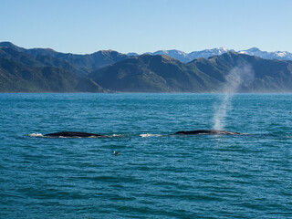 Two sperm whale swimming in formation off in Kaikoura, New Zealand © tavysekl