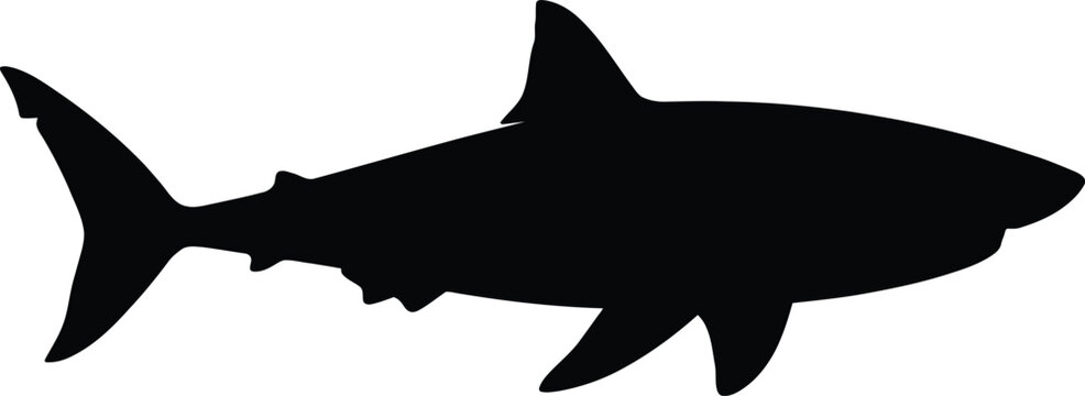 Silhouette vector illustration of a great white shark swimming for marine conservation and aquatic branding