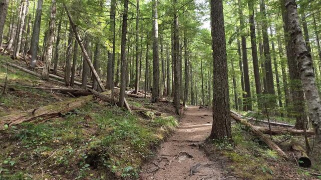 Walking along a dirt trail through a dense green forest in Washington state