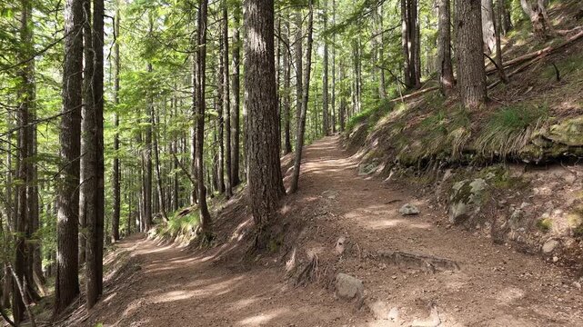 Dirt hiking trail winding through dense coniferous forest in Washington