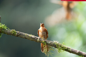 Fototapeta premium A Shining Sunbeam hummingbird (Aglaeactis cupripennis) perched on a flowering bush, against a blurred natural background, Colombia, South America