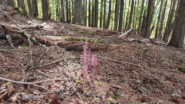 Pink Coralroot Wildflowers Growing in Washington Forest Floor