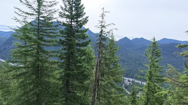 Panoramic view of evergreen forest and mountains in Washington state