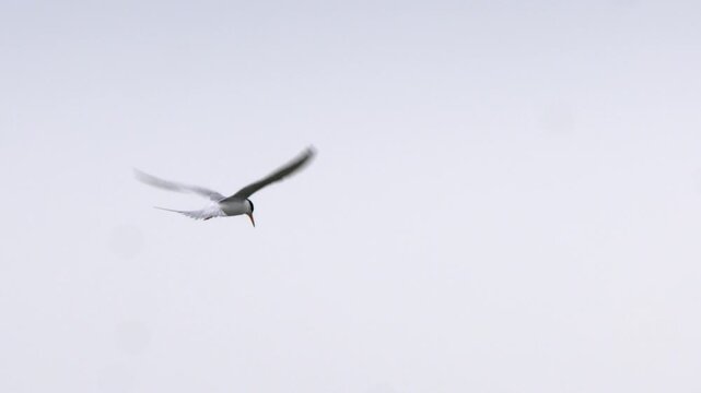 Forster's Tern in breeding plumage hovers in pale sky while hunting