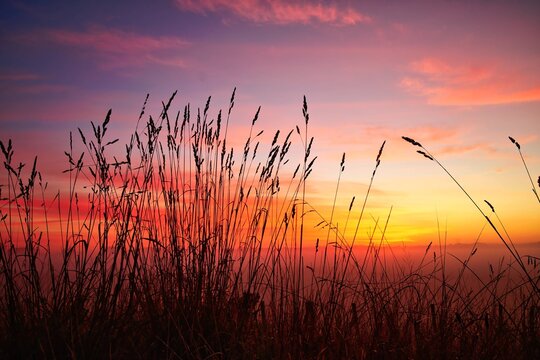 Grass Seed Heads of Dawn