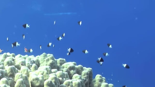 Bright fish swim gracefully through clear blue waters, exploring lively coral formations. Underwater world comes alive with color and movement, showcasing nature's beauty in warm, sunlit paradise.