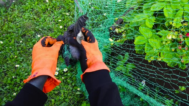 Person's hands wearing orange gloves carefully and gently freeing a helpless juvenile song thrush caught and entangled in a green protection net over a strawberry patch in a garden