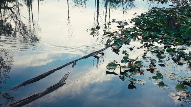 A muskrat swimming through a pond and diving under water.
