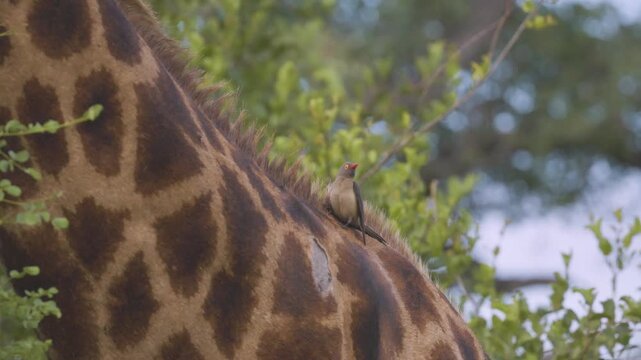 A red-billed oxpecker (Buphagus erythrorynchus) is seen perched and shifting position on the patterned fur of a giraffe, illustrating mutualism in a savanna environment.