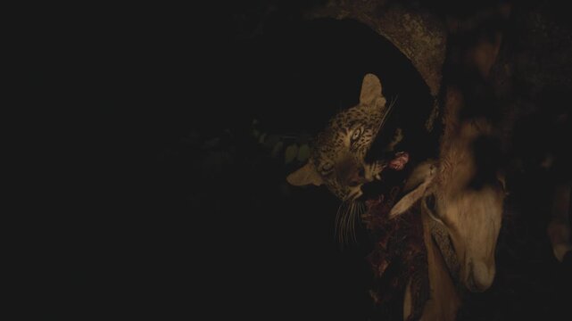 An African leopard (Panthera pardus) feeds on a fresh impala carcass at night, showcasing predation behaviour in a dark natural setting.