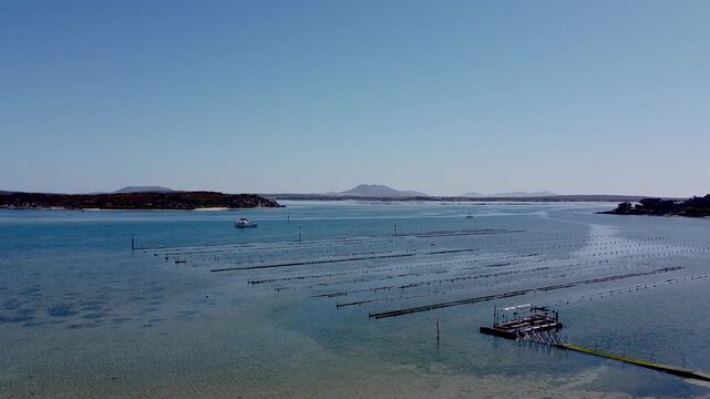 Long rows of oyster farm structures stretch across a shallow blue bay as a small boat moves in the distance under clear skies.