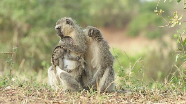 A mother Vervet monkey turning away while holding her baby in her arms when another female tries to take the baby from her, Kruger National Park.