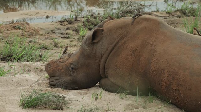 Closeup of a white rhino bull resting in the riverbed on a sand bank while an red-billed oxpecker is sitting on his head, Kruger National Park