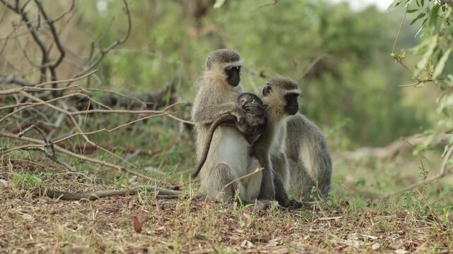 A mother Vervet monkey holding her baby in her arms when another female walks up to sit next to her, Kruger National Park.
